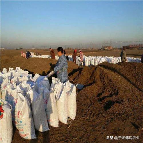 大姜烧苗的补救措施,大姜高温烧苗的补救方法