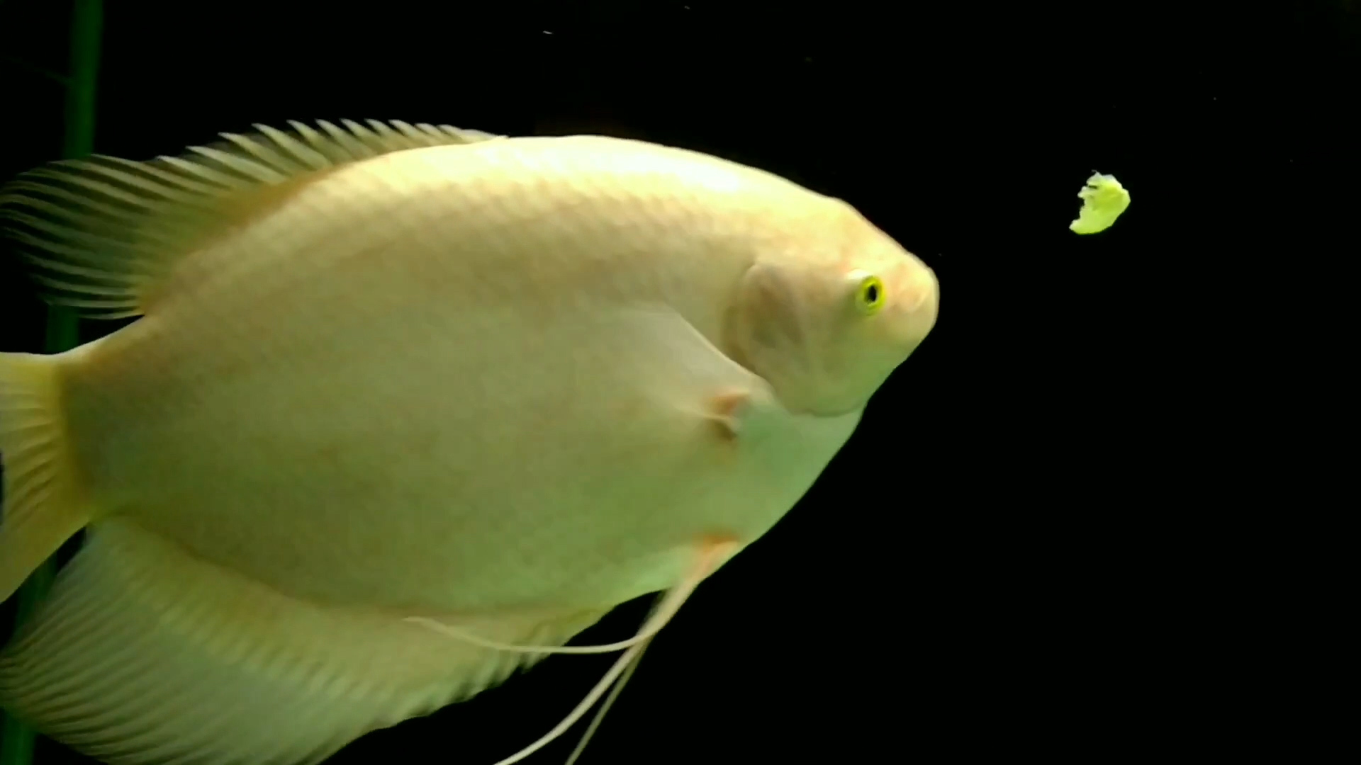 招财鱼怎么养才能长得快些,招财鱼怎么养才能更旺盛