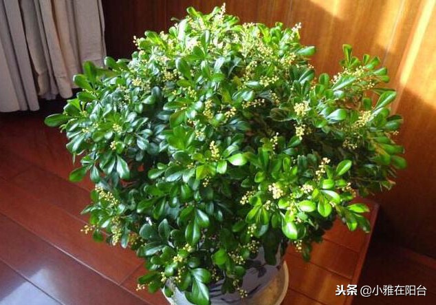 米兰怎么养才可以过冬,米兰冬天的养护方法可以修剪吗