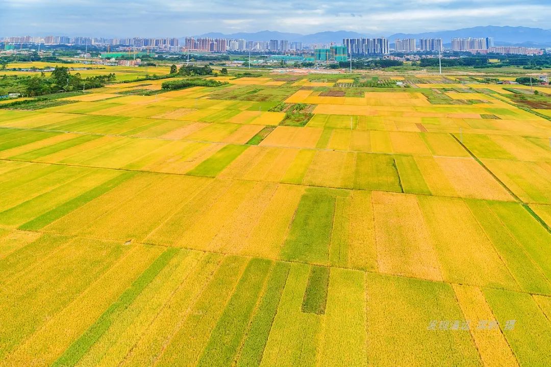 带你领略岭南的特色美景,真实的岭南风景