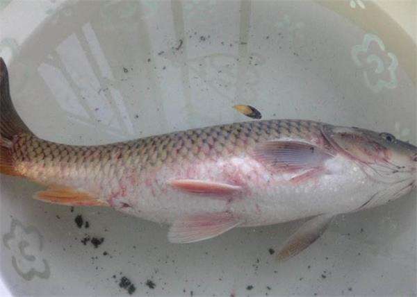 鱼类出血病症状视频,鱼类出血病视频