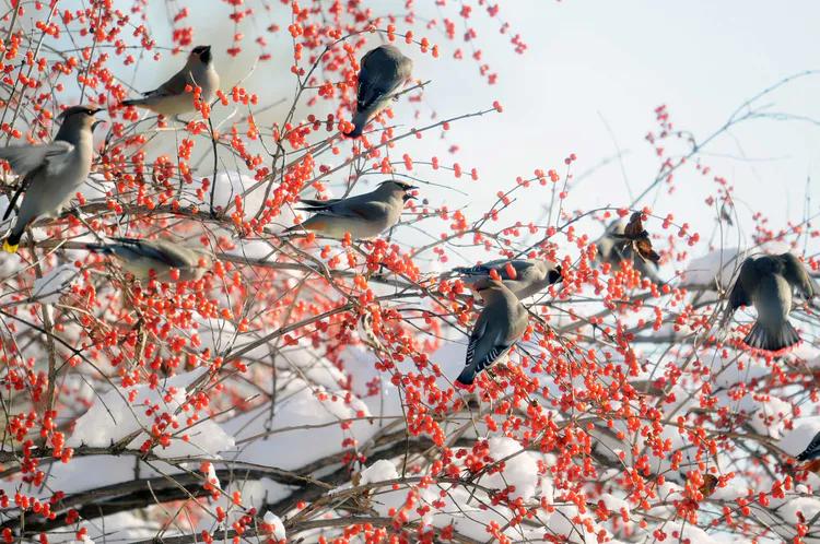 太平鸟拍到的视频,抓拍鸟的照片