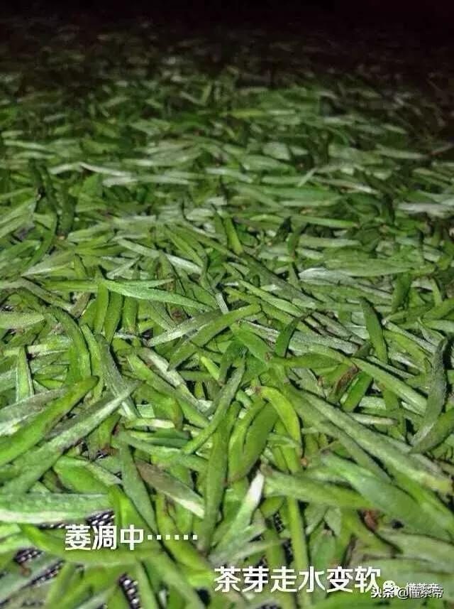 真正的金骏眉是什么样子的,你们喝金骏眉有没有感觉到有霉味