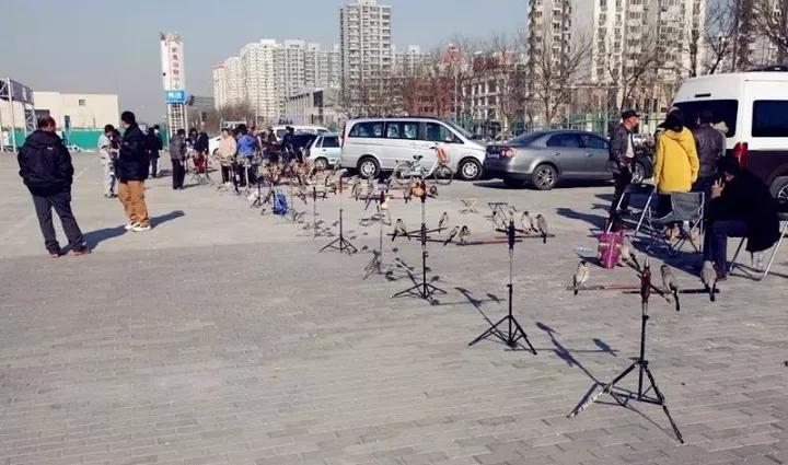 训鸟视频大全,训鸟入门基础知识