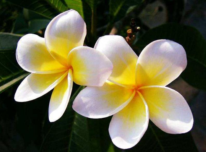 全球最美十种花,世界公认的九大最美花