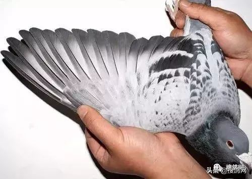 怎么看赛鸽的羽速,赛鸽南北赛线的差异性