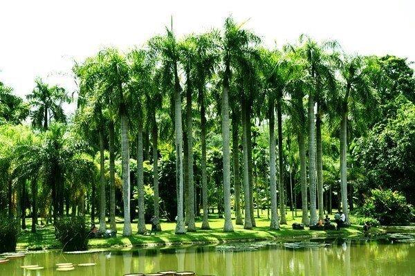 了解西双版纳的风俗和民族文化,西双版纳哈尼族特色民族文化