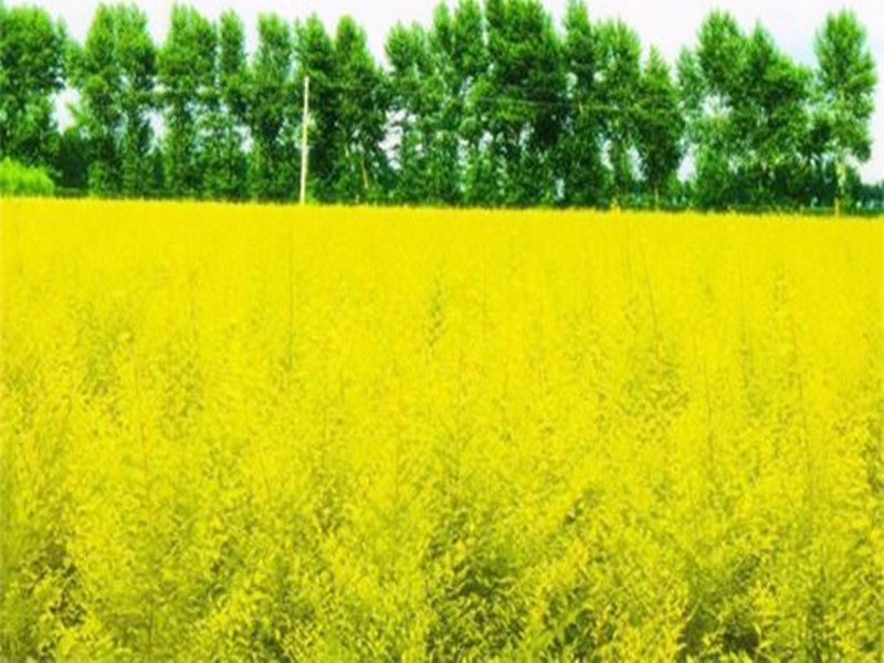 金叶榆常见病虫害图,金叶榆病虫害防治栽培技术