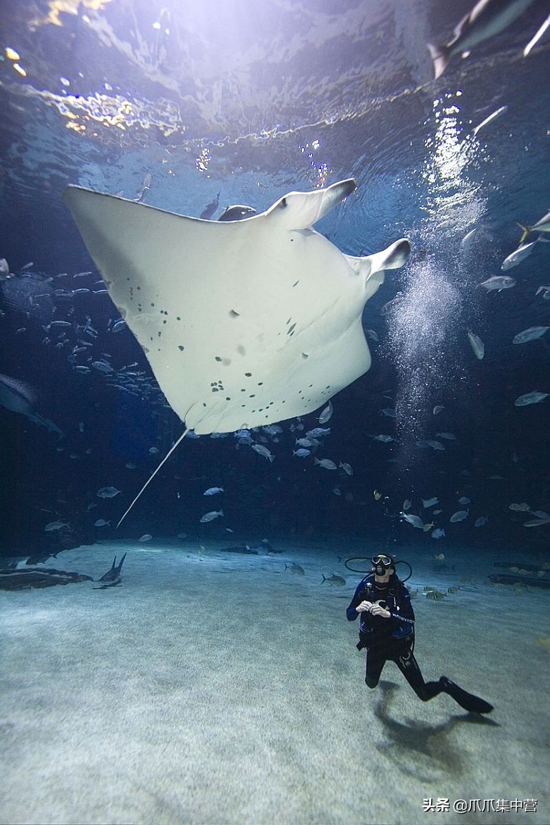 人工养殖鲨鱼死了怎么办,人工饲养虎鲸为啥短命
