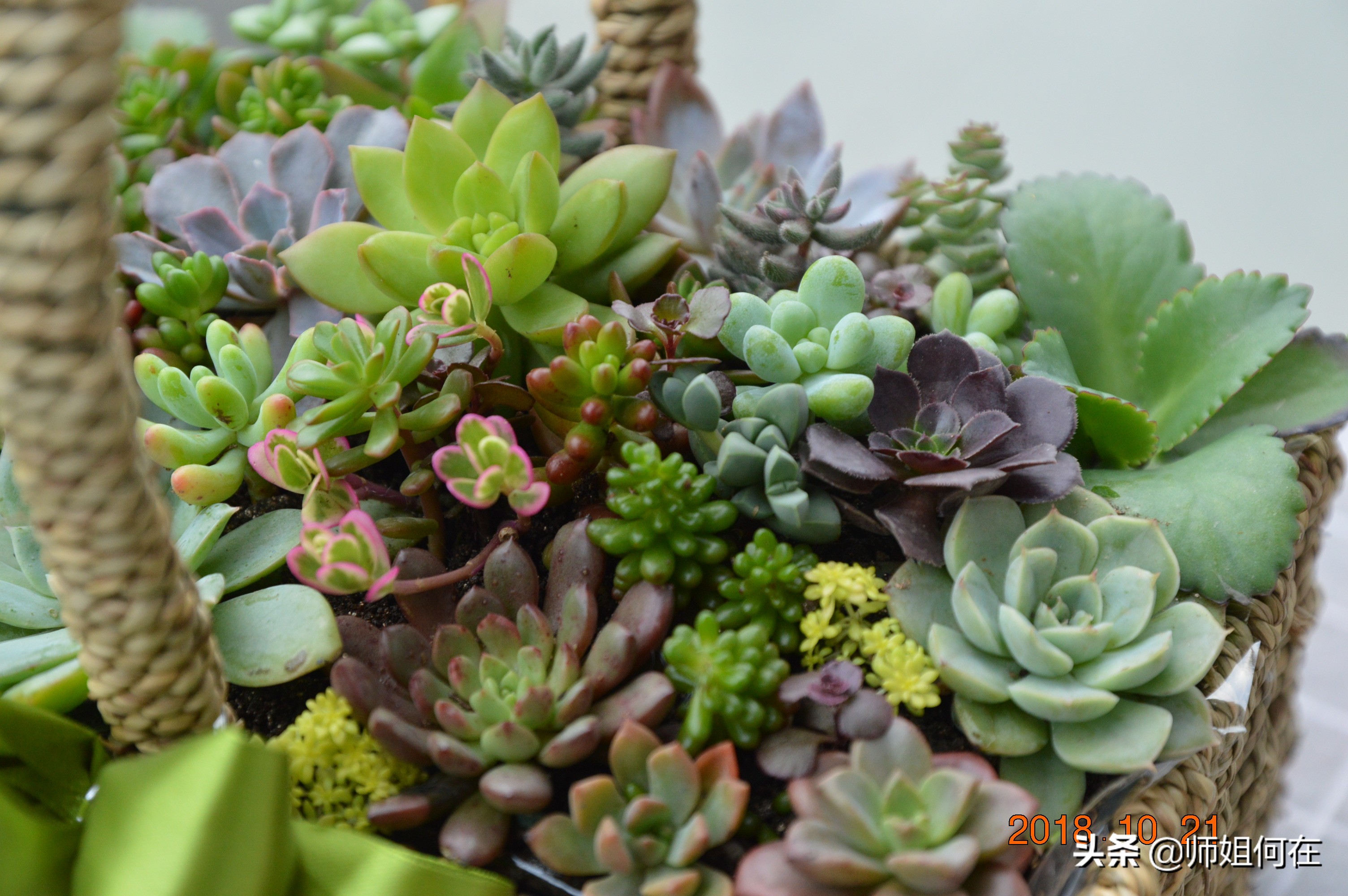 一年级语文ieueer拼音教学,一年级语文拼音复习重点归纳