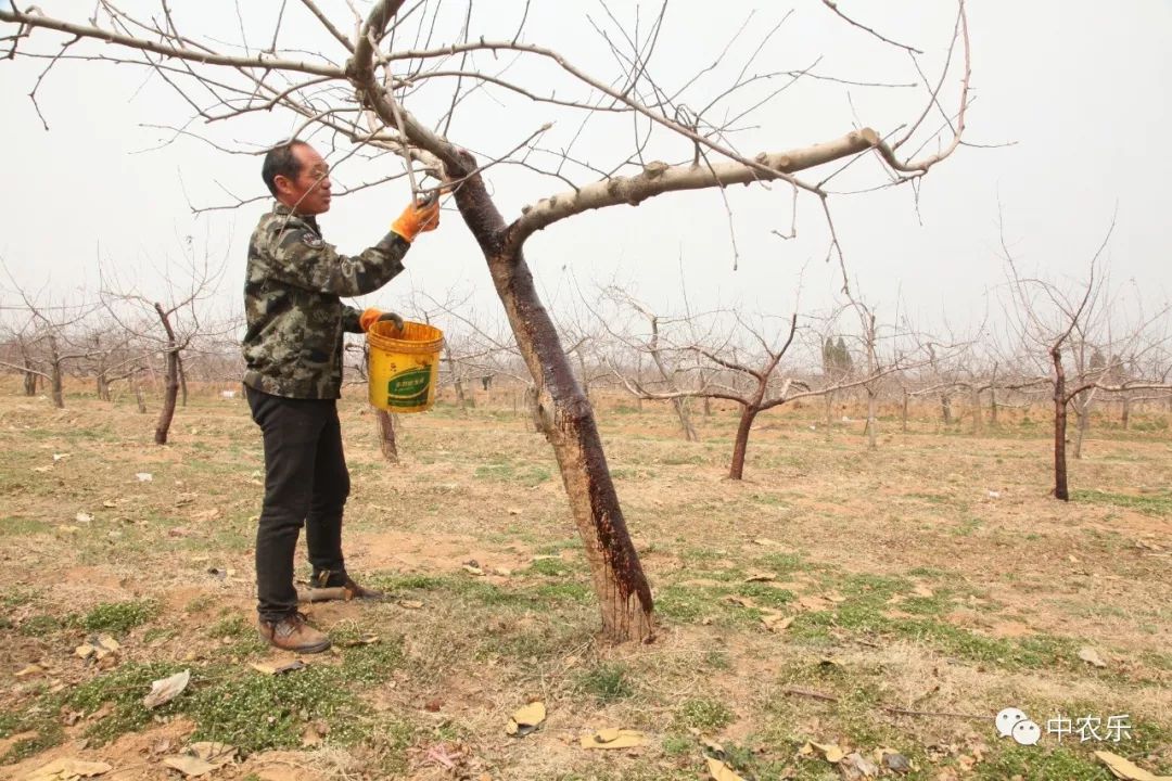 果树开花前几天浇水可以预防冻害,果树在惊蛰过后打什么药