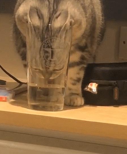 猫咪怕光怕水是怎么回事,你家的猫咪到底有多怕水