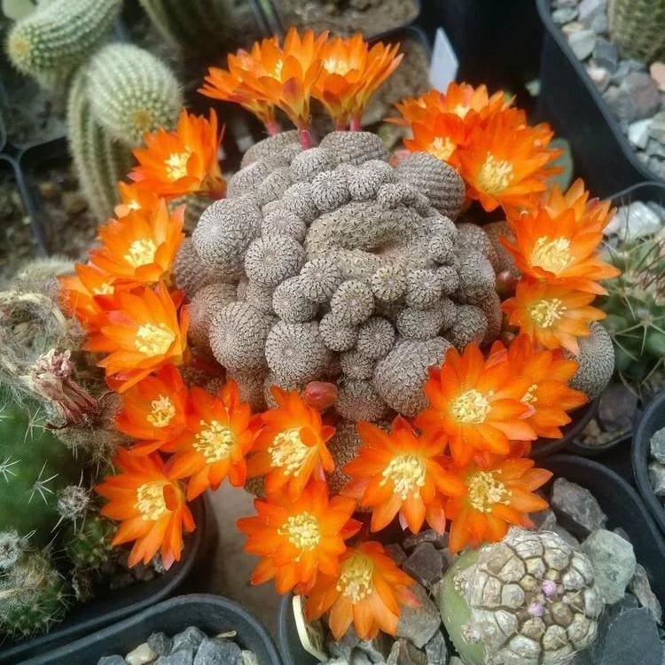 101个仙人球品种,101种仙人球开花图片