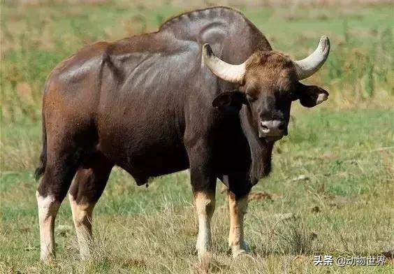 世界上体型最大的牛是什么,世界上体型最大的牛种