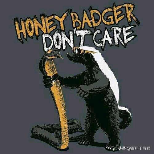 蜜獾的生存能力真有那么强吗,蜜獾为何无所畏惧