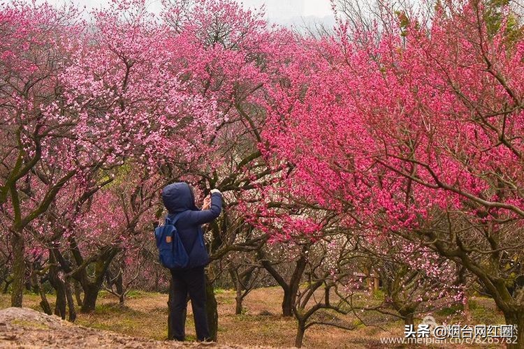 南京梅花山梅花开了吗,来南京梅花山赏梅花