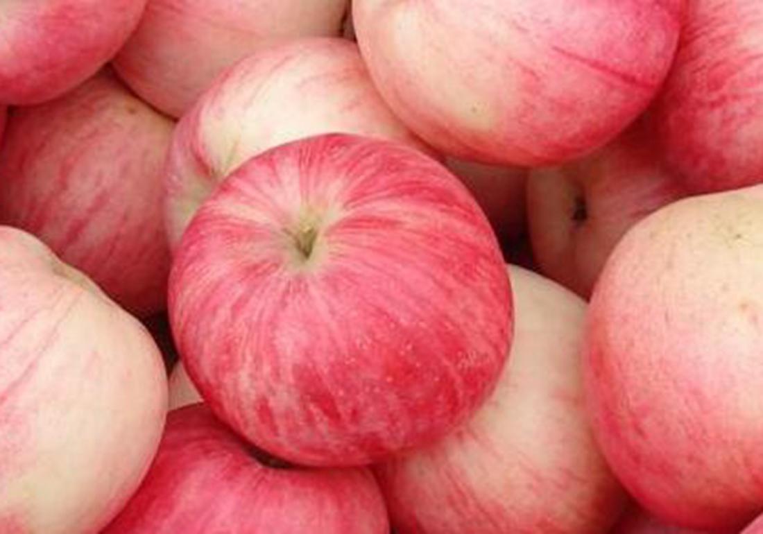 苹果老树管理技术,苹果树太旺直立生长怎么处理