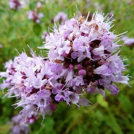 星座秘语射手座,双子座的社交秘语