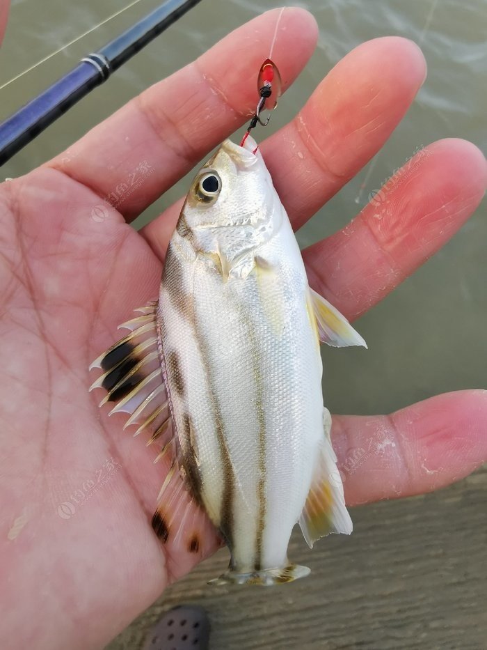 矶钓一竿远,精彩矶钓