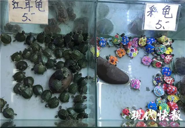 五颜六色的小动物火了,五颜六色的小动物