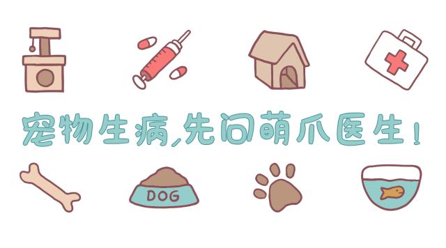 说猫咪是傻子的视频,当人类说猫咪傻