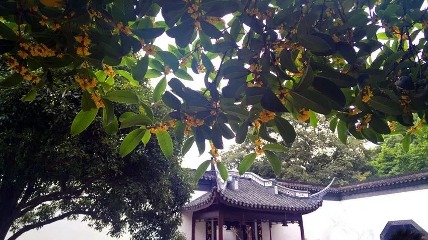 「乐活」寻找秋天的香气,这份赏桂地图请收好~