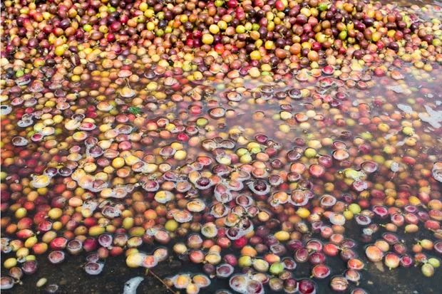 哥斯达黎加黑蜜咖啡,咖啡产区有什么区别