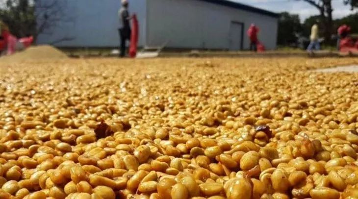 哥斯达黎加黑蜜咖啡,咖啡产区有什么区别