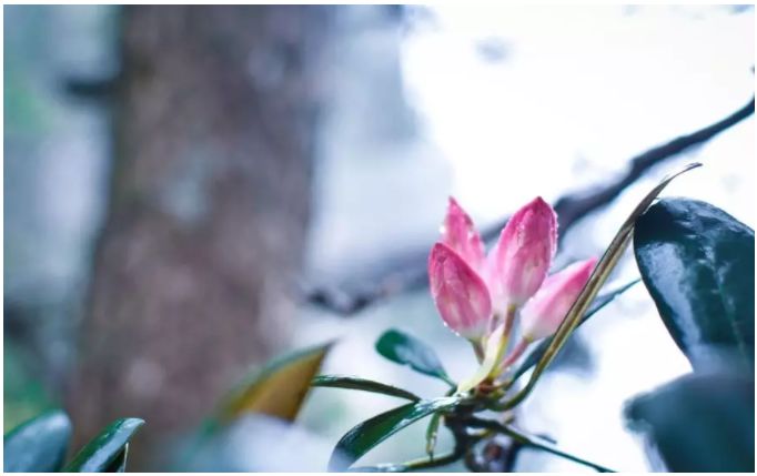 一周全国景区网络评价报告,三清山旅游评价