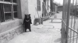 马戏团老虎逃脱后死亡,马戏团老虎脱逃最新结果