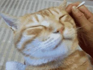 你的耳朵被耳屎堵住了吗,耳朵被耳屎堵死了是什么病