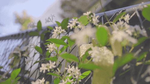 哇家玉溪是个大花园!处处可赏花,步步皆是景!