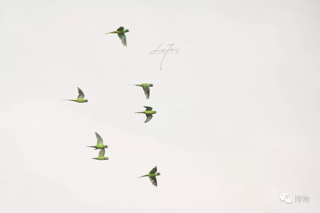 想跟博物一起外出采风？春节我们滇西见