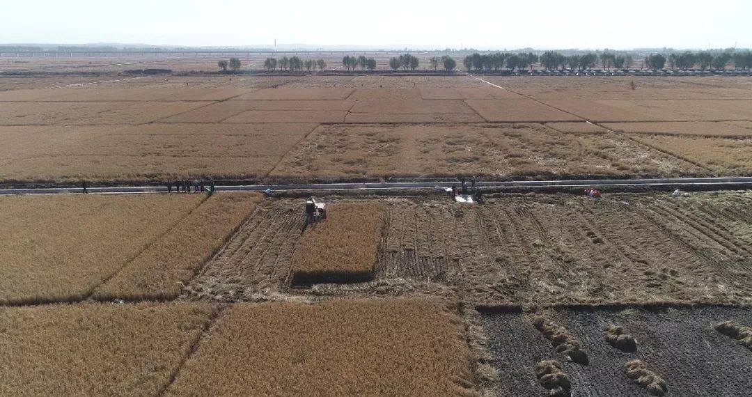 满目金黄稻谷飘香,满目金黄福州千亩水稻迎丰收