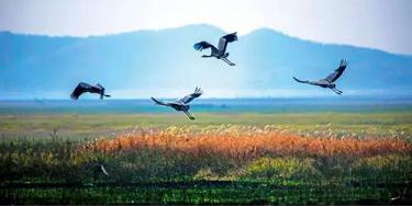 鄱阳湖大地之树怎么形成的,鄱阳湖现大地之树自然景观