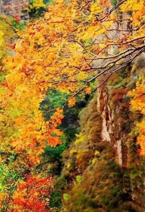河南看红叶最好的地方,河南红叶最佳观赏时间表
