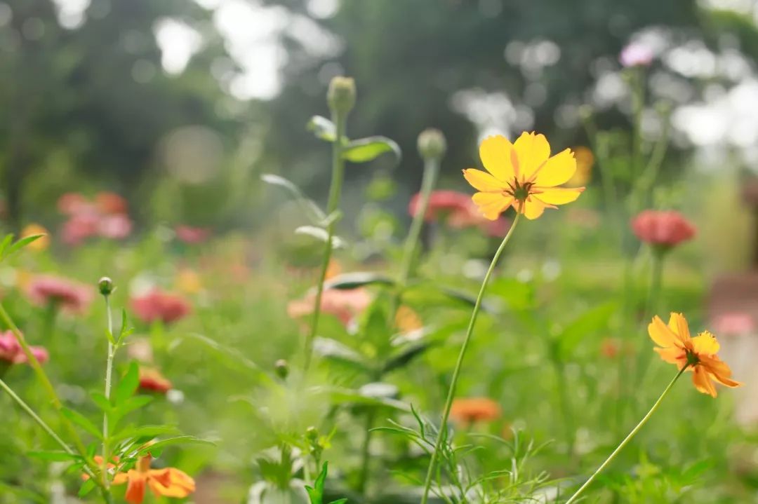 带你看美丽的厦门海边美景,厦门海洋最美丽的风景