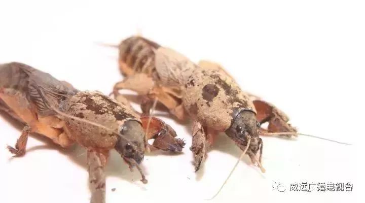 身价暴涨！威远农村这东西竟然卖300一斤？目前满地都是！