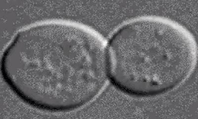 汉麻隐形袜,汉麻袜夏季