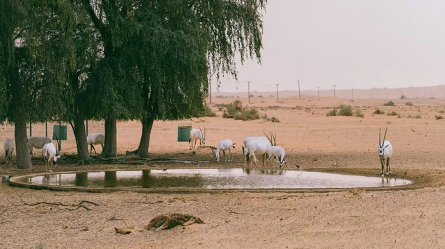西厢房|沙漠中的极致野奢,每间都有私家泳池,羚羊会还会来泳池喝水