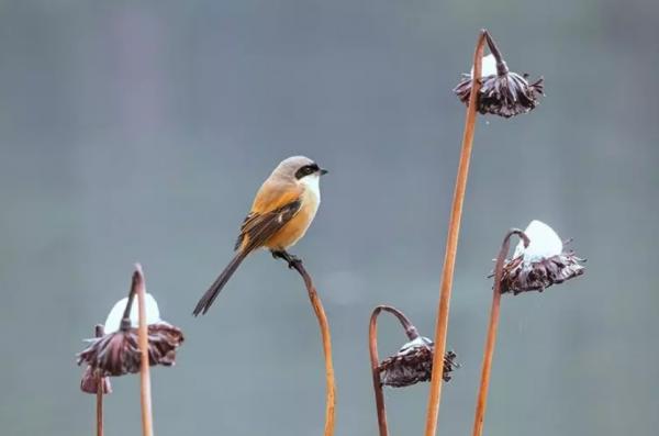 今日霜降节气注意事项,今日霜降一转眼已是深秋