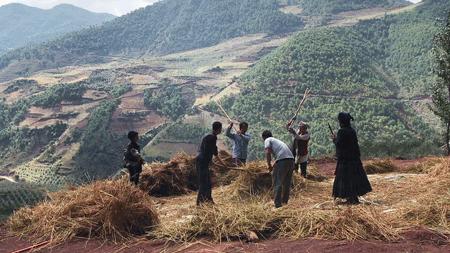 它被称“五谷之王”，泡水喝，清脂肪降三高，养生抗衰老！