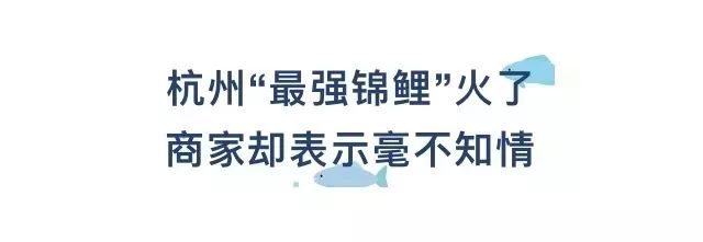 关于锦鲤的骗局有哪些呢,中国锦鲤火了多少年