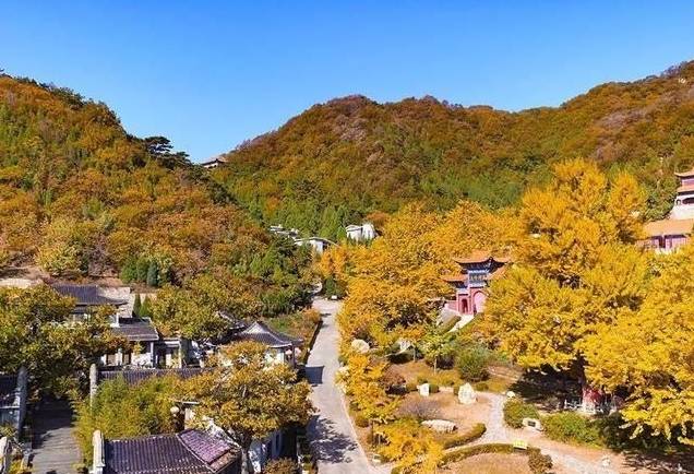 北方最大的银杏林在哪里,中国最大面积的银杏树林在哪里