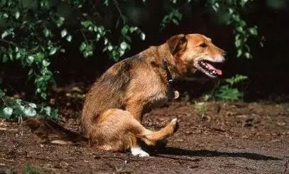 养宠小知识狗狗耳朵有螨虫的表现,养宠知识狗狗伤口怎么处理