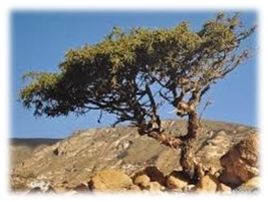 NC×NYR｜一堂疗愈皮肤与身心的DIY课堂，本周六如约而至