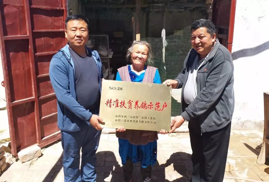 扶贫鸽,扶贫鸽子托起群众致富梦