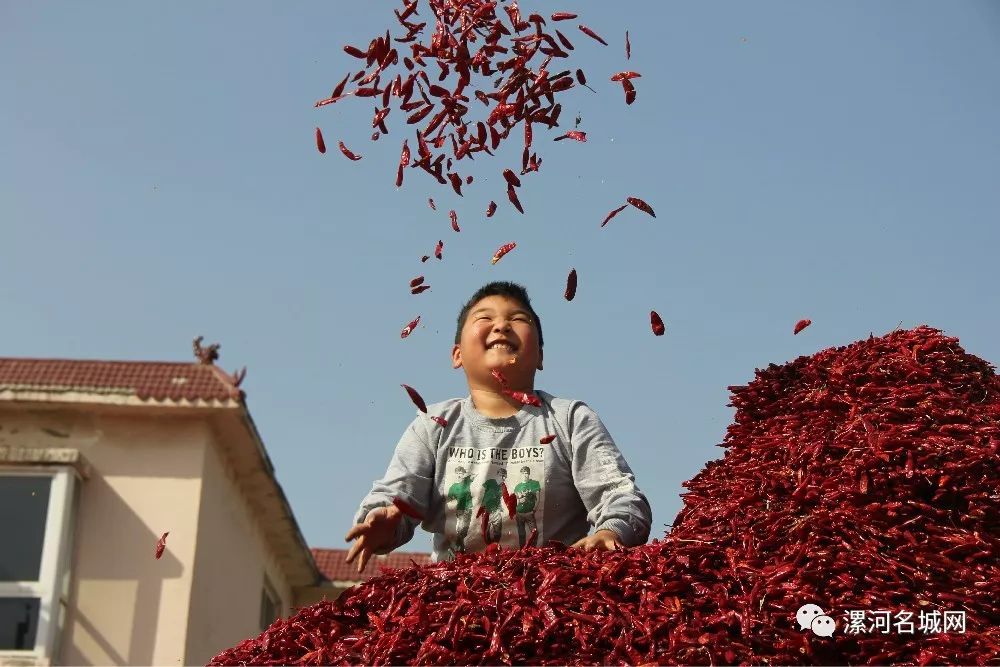 临颍王岗镇中国辣椒第一镇,临颍县辣椒基地