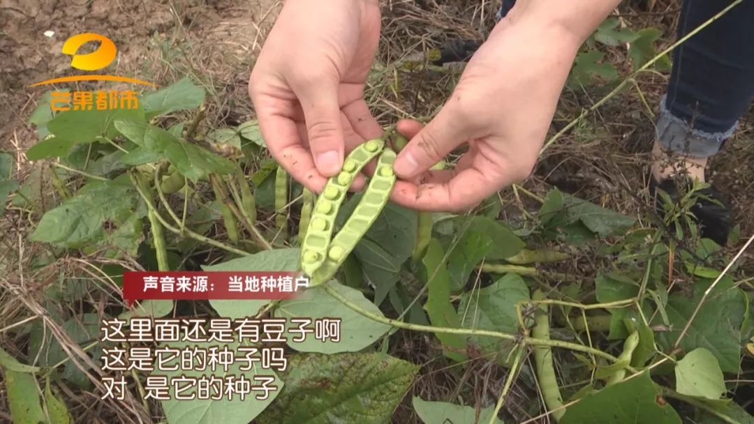 5岁小孩突然呕吐不止是什么原因,5岁的男孩呕吐像果冻