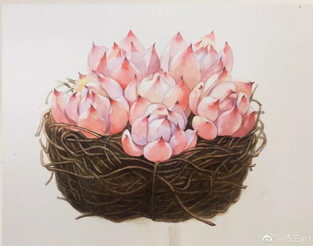 多肉上色太漂亮了,多肉上色前后对比